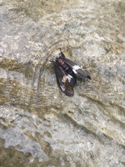 Psychomorpha epimenis