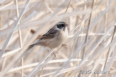 Emberiza yessoensis