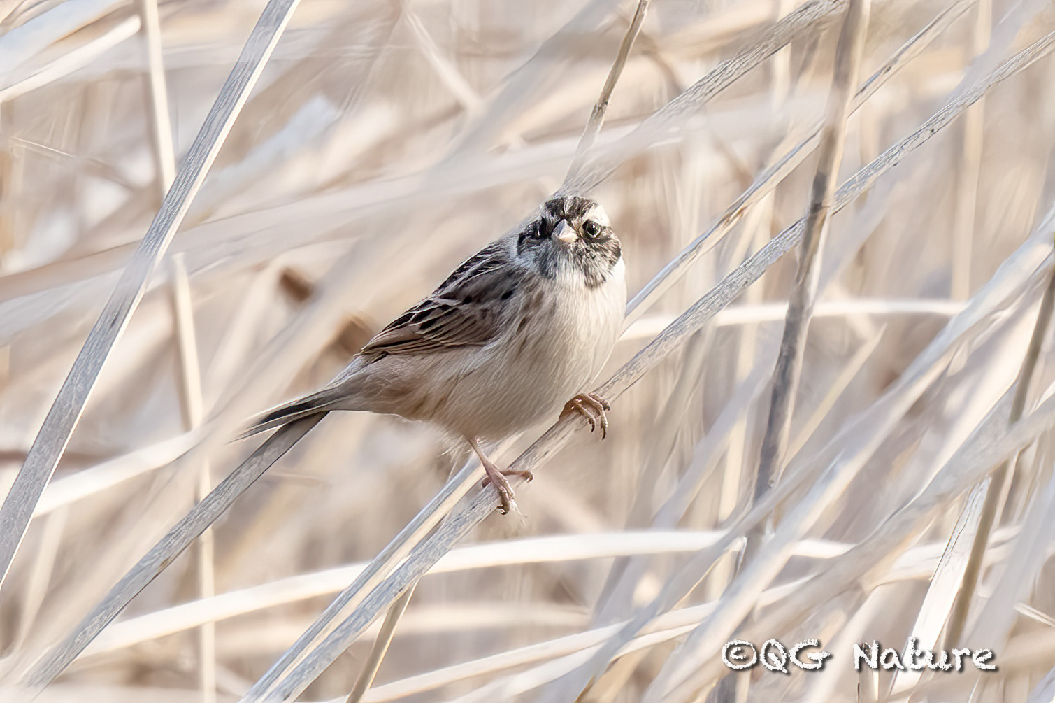 Ochre-rumped Bunting