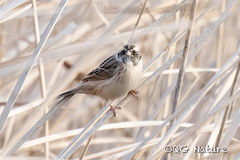 Emberiza yessoensis