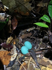 Tinamiformes