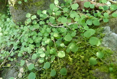 Stellaria parviflora