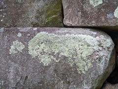 Xanthoparmelia plittii