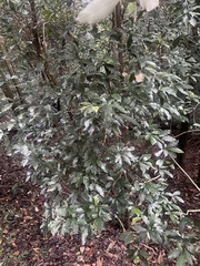 Englerophytum natalense