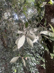 Englerophytum natalense