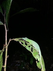 Anolis punctatus