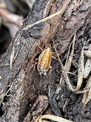 Blattella vaga