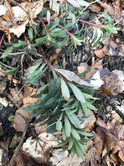 Euphorbia amygdaloides