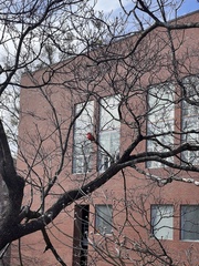 Cardinalis cardinalis