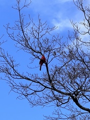 Cardinalis cardinalis