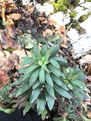 Euphorbia amygdaloides