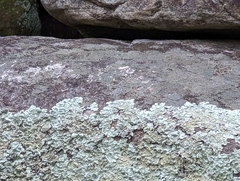 Xanthoparmelia plittii