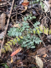 Cnestis polyphylla