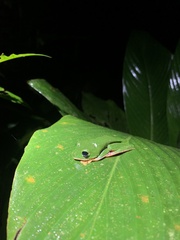 Callimedusa tomopterna
