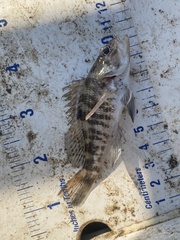 Centropristis striata