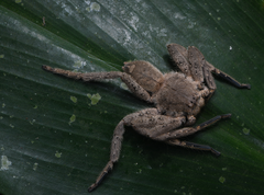 Heteropoda dagmarae