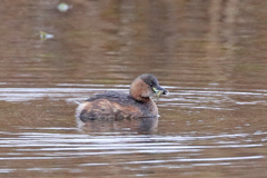 Tachybaptus ruficollis