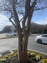 Lagerstroemia indica