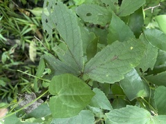 Cyphostemma hypoleucum