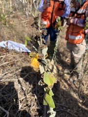 Malvastrum americanum