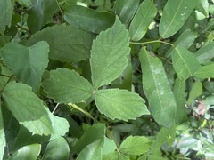 Cyphostemma hypoleucum