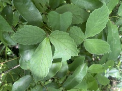 Cyphostemma hypoleucum