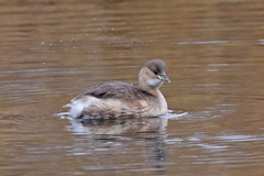 Tachybaptus ruficollis