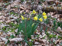 Narcissus pseudonarcissus