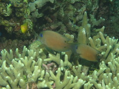 Ctenochaetus binotatus