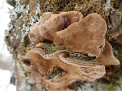 Phellinopsis conchata