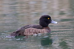 Aythya fuligula