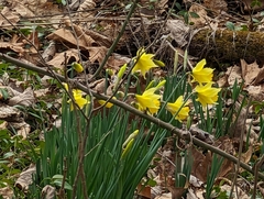 Narcissus pseudonarcissus