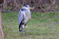 Ardea cinerea