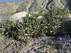 Eriodictyon trichocalyx