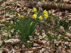 Narcissus pseudonarcissus