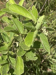 Pseudarthria hookeri