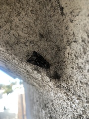 Chrysodeixis includens