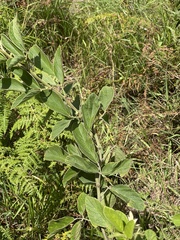 Pseudarthria hookeri