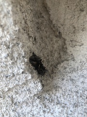 Chrysodeixis includens