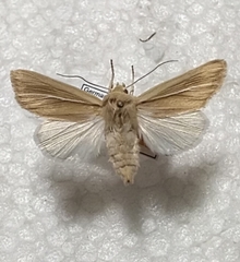 Mythimna litoralis