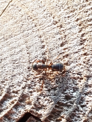 Camponotus fallax