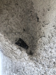 Chrysodeixis includens