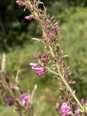 Pseudarthria hookeri