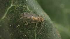 Ectopsocus
