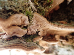 Phellinopsis conchata