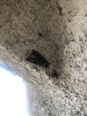 Chrysodeixis includens