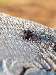 Camponotus fallax