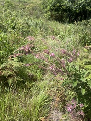 Pseudarthria hookeri