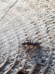 Camponotus fallax