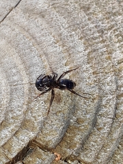 Camponotus fallax